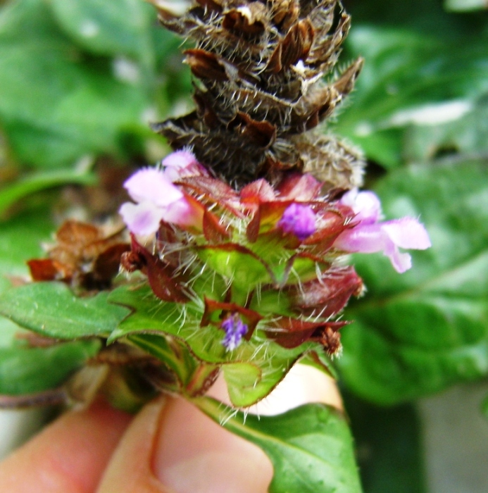 sul greto del torrente - Prunella vulgaris